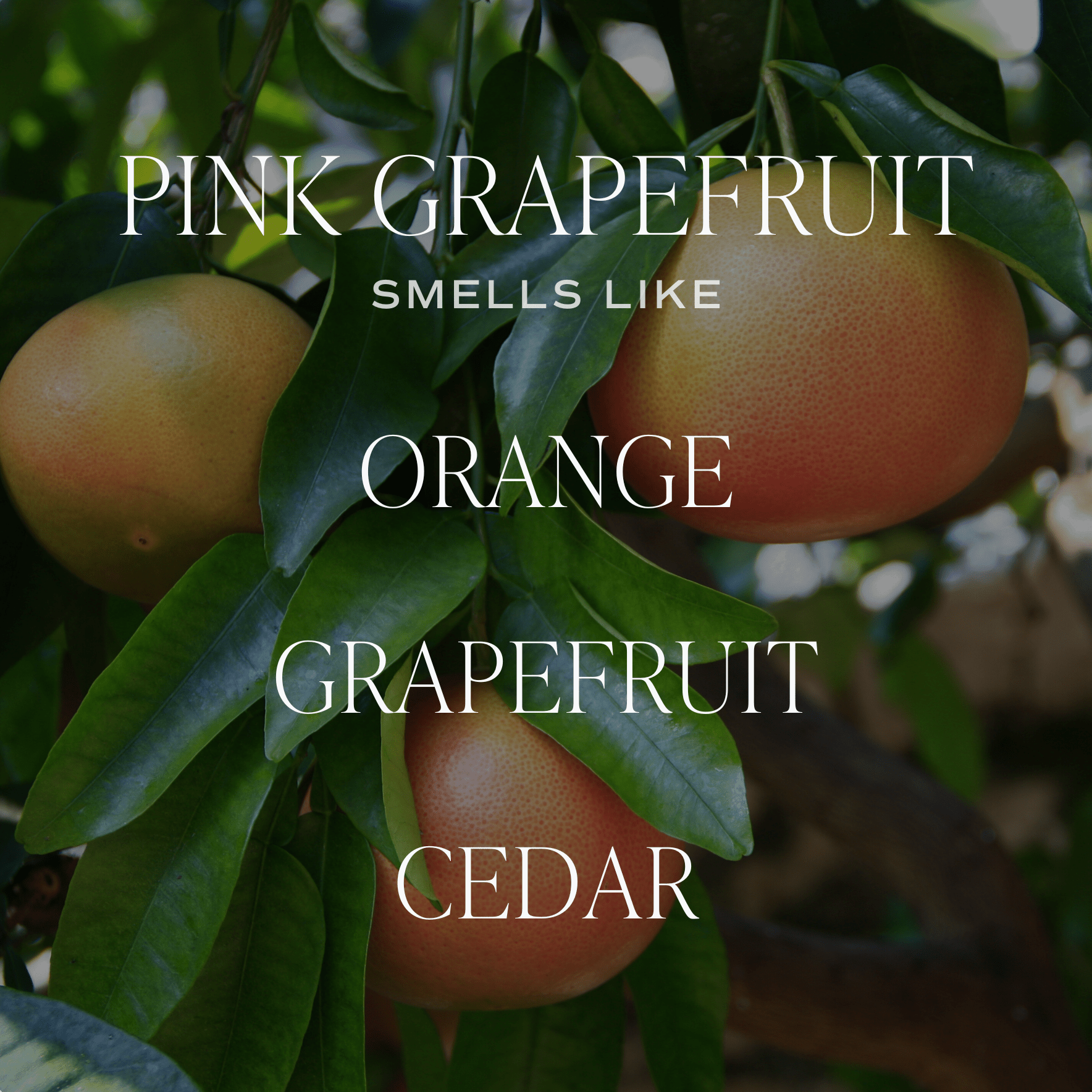 Pink Grapefruit Soy Candle - Tinted Glass Jar - 12 oz - elizabeth + Bern